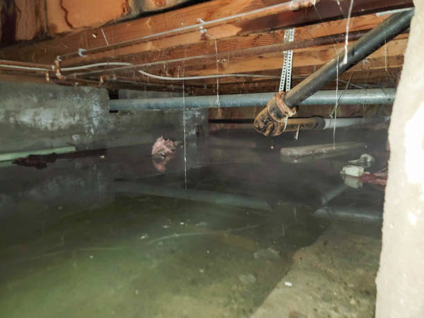 Best Carpet water damage restoration  in Mount Carmel, OH
