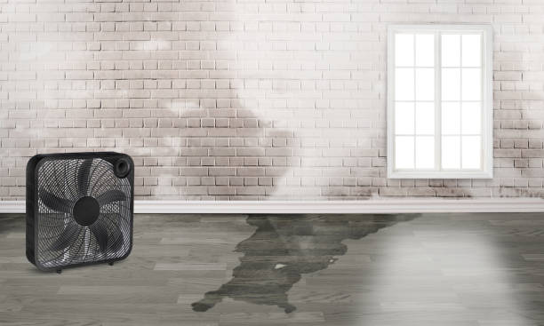 Best Water damage restoration near me  in Mount Carmel, OH